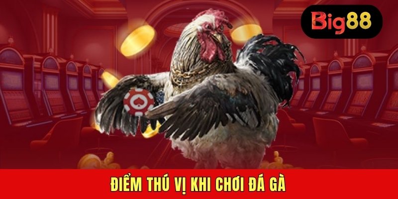 Điểm thú vị khi chơi đá gà