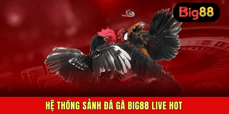 Hệ thống sảnh đá gà BIG88 live hot